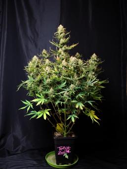 Tropical Zmoothie Auto - картинка 3