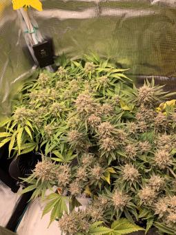 Six Shooter Auto - картинка 5