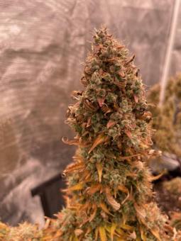 Auto Anesthesia - картинка 3