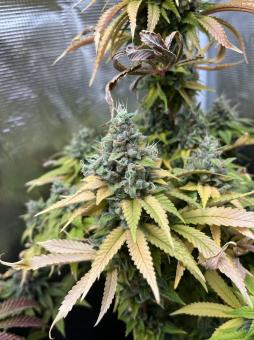 Gorilla Melon - картинка 5