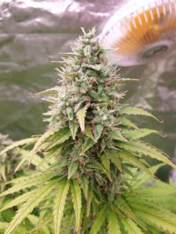 Karel's Cookies - картинка 5