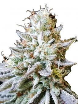 2y2 - картинка 2