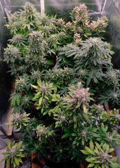 Jack 47 XL Auto - картинка 7