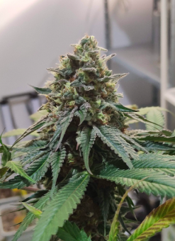 Kong's Krush - картинка 3