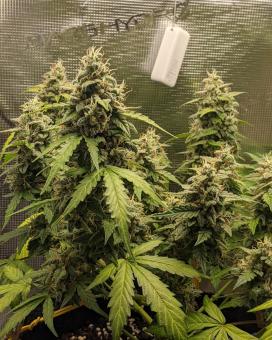 Skywalker Auto - картинка 4