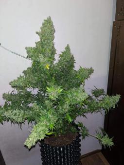 White Russian - картинка 2