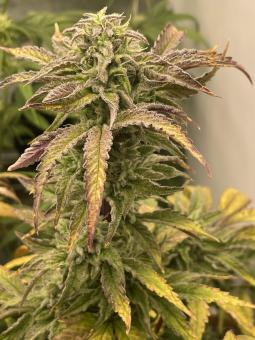 Fruity Chronic Juice - картинка 3