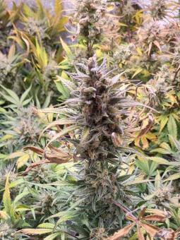 Forbidden Runtz Auto - картинка 3