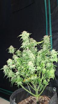 Blue Dream Auto - картинка 3