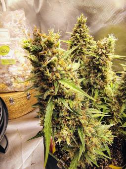 Jack Herer - картинка 6