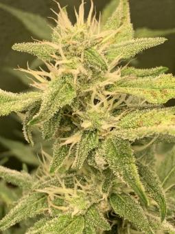 Dutch Kush - картинка 2