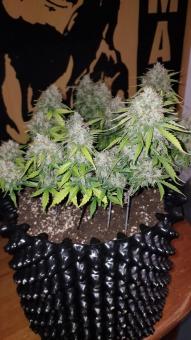 Crystal Candy XL Auto - картинка 4