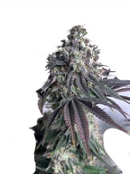 Chemical Candy - картинка 2