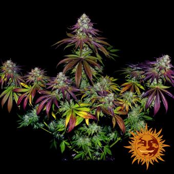 Mimosa EVO - картинка 3