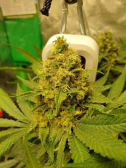 Northern Lights - картинка 2