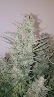 Apple Strudel Auto - картинка 1