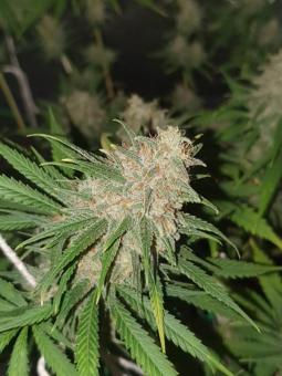 Banana Krumble - картинка 7