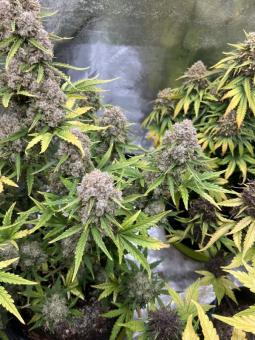 Stardawg Auto - картинка 4