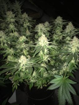 Anubis - картинка 3