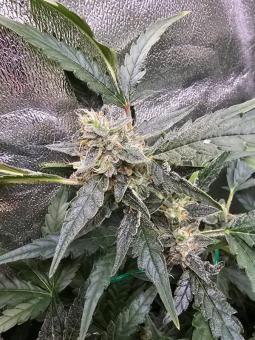 Quick Crack Genetics - картинка 4