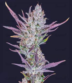 Wedding Glue Auto - картинка 2