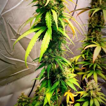 Buddha DoSi2 - картинка 4