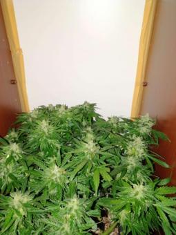 Pandora Auto - картинка 8