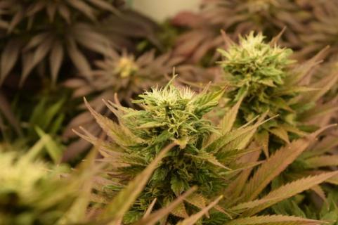 Californian Orange - картинка 5