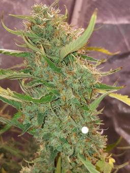 Critical genetics fem - картинка 2