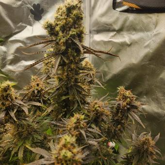 Auto Anesthesia - картинка 6