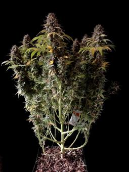 Auto Alpujarreña - картинка 2