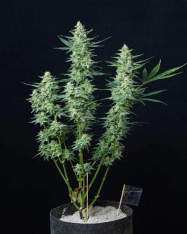 Vesta Autoflowering - картинка 5
