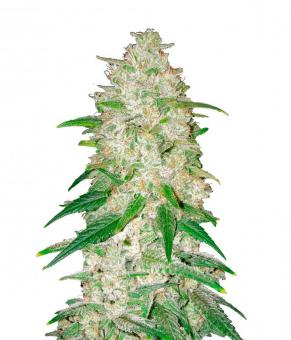 Gelato Auto - картинка 5