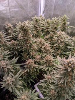 Moby Dick - картинка 3