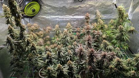 Mandarin Panties - картинка 1