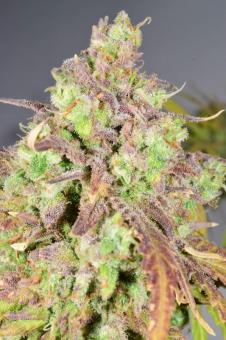 Cream Caramel Auto - картинка 3