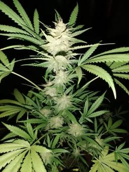 Black Toffee Auto - картинка 3