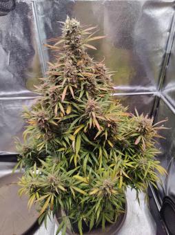 Mimosa Cake Auto - картинка 3