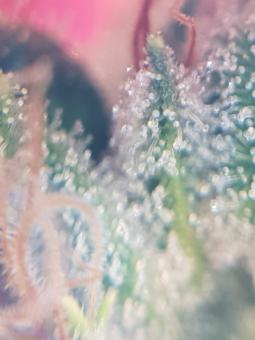 Hawaiian Snow - картинка 5