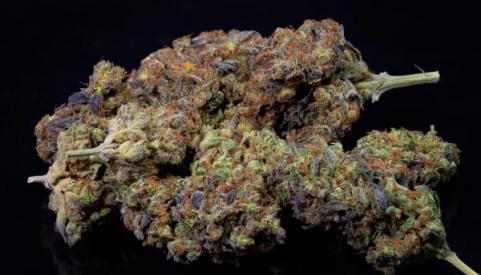 Tropicanna Banana - картинка 12