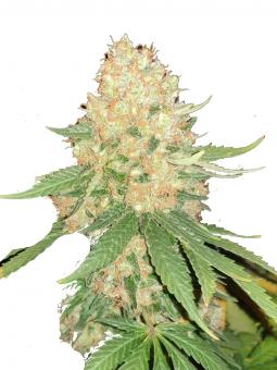 Arjan's Strawberry Haze - картинка 5