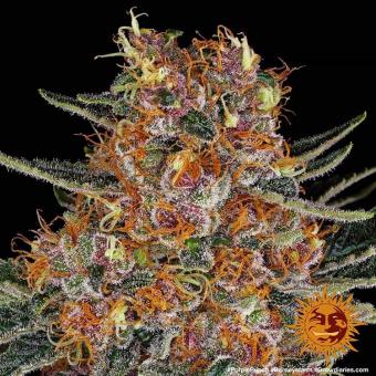 Purple Punch Auto - картинка 4