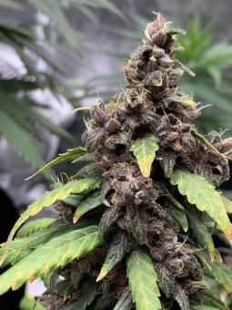 LSD-25 Auto - картинка 7