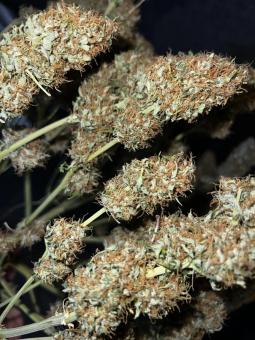 The Palmar Auto - картинка 5