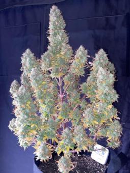 Auto Anesthesia - картинка 4