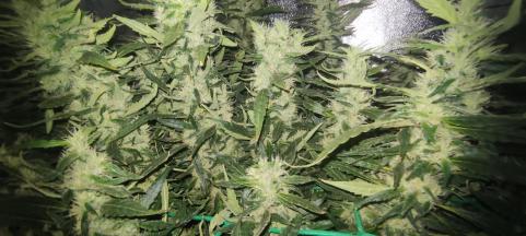 Sweet Mix Feminised - картинка 3