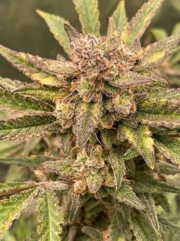 Gorilla Punch Auto - картинка 5