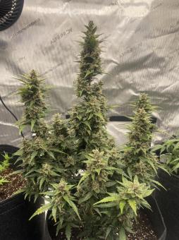 Auto Super OG Kush - картинка 5