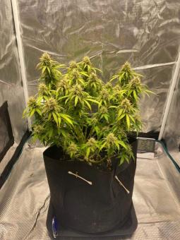 Deimos Auto - картинка 2