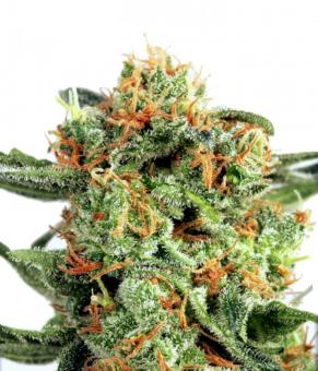 Orange Hill Special - картинка 1